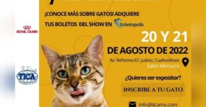 Asiste a la Expo Show Internacional del Gato en la CDMX