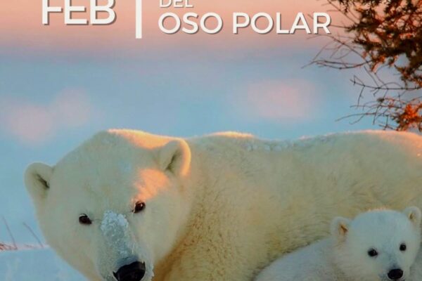 Oso Polar