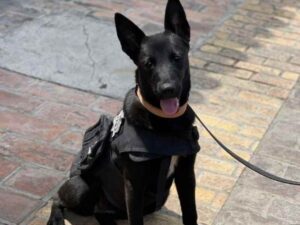 perrita rescatada es policía 