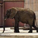 Video.- Activistas piden liberar a Ely la elefante
