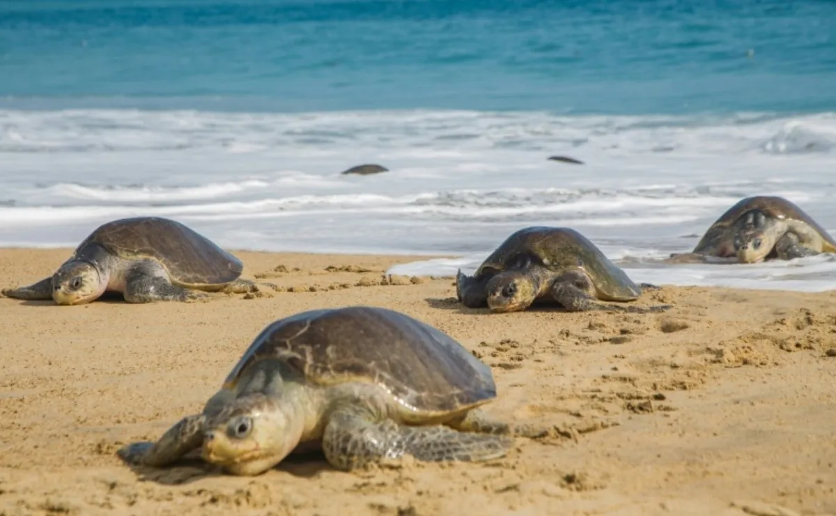 tortuga varadas _chiapas_