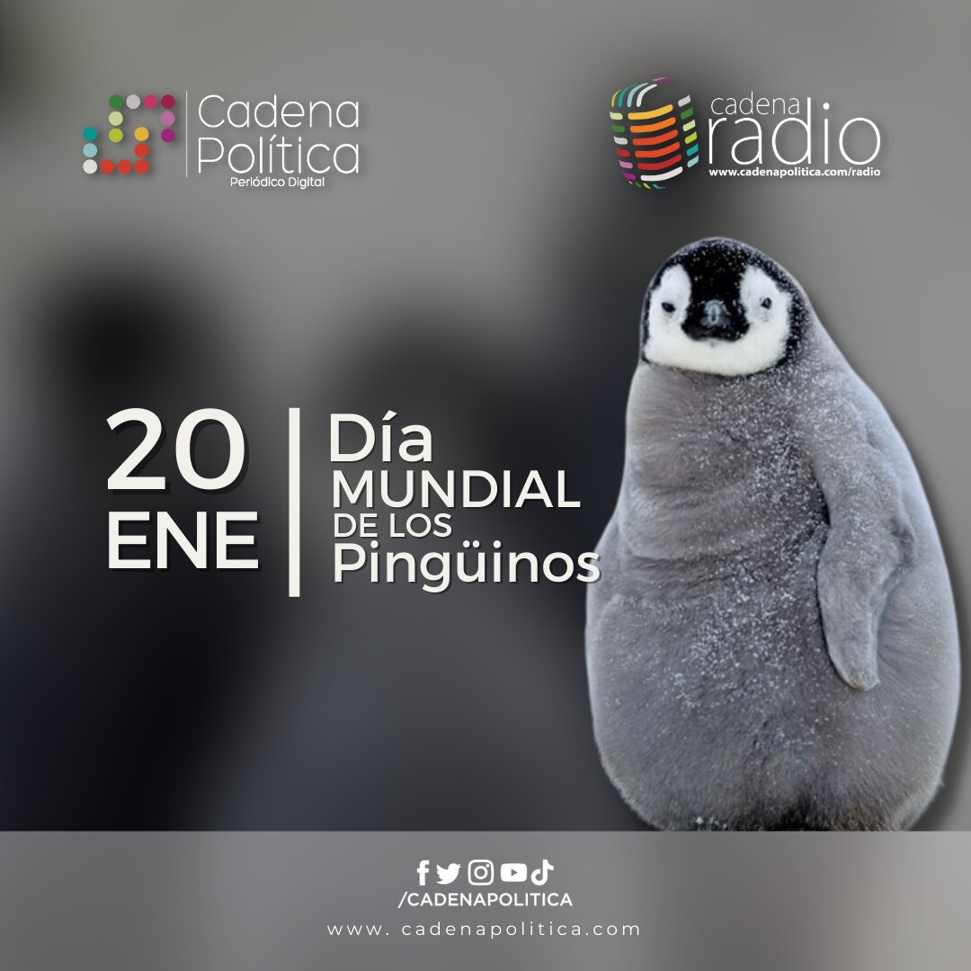 Pingüinos