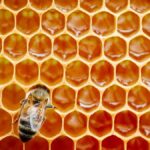 La miel y sus beneficios para la salud