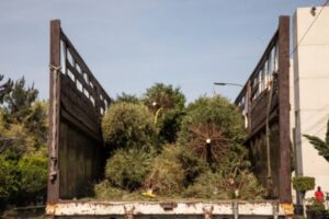 acopio árboles de navidad (3)