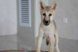 maya
