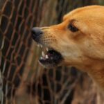 Caso de rabia confirmado en Sonora, el can mordió a su dueña
