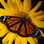Mariposas monarca en peligro de extinción