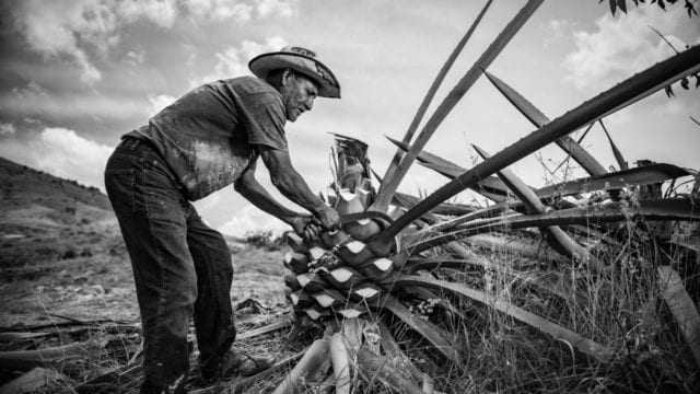 Mezcal impuesto