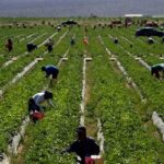 México busca llevar mas trabajadores agrícolas a Canadá