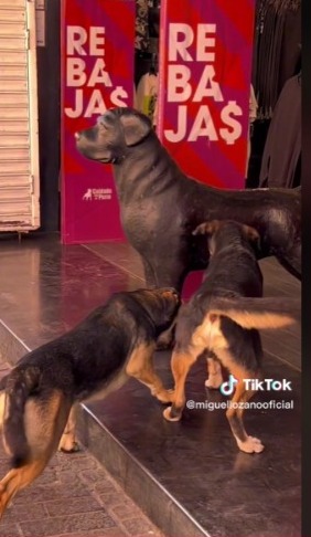 Perritos Cuidado con el perro