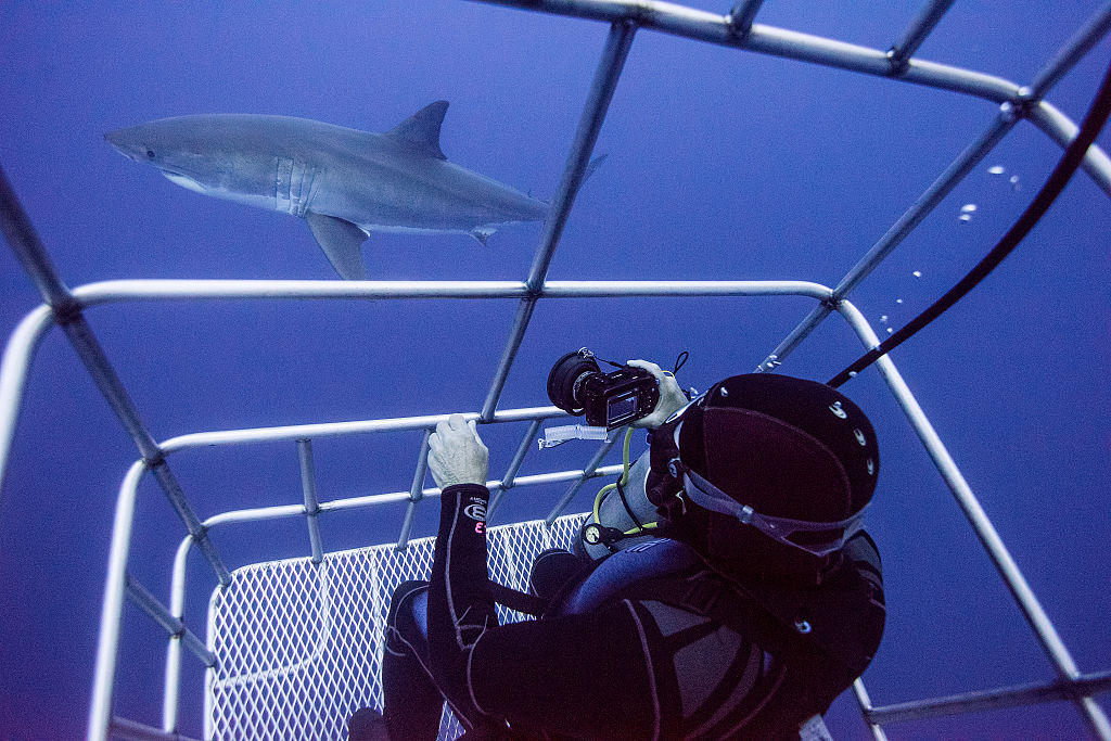 tiburones