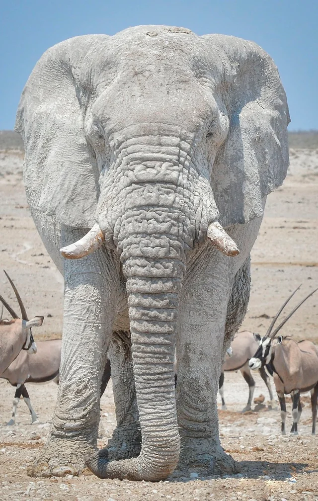 Elefante Blanco