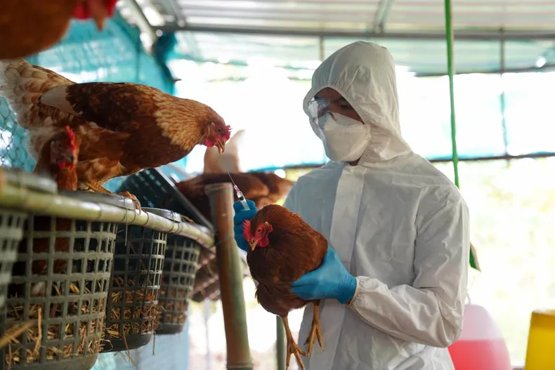 gripe aviar en México