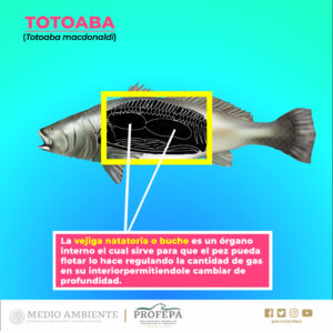 totoaba