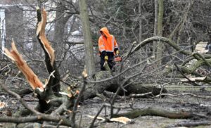 arboles-arrancados-por-tornados-en-eeuu
