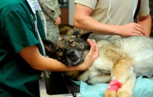 perro-en-hospital-veterinario