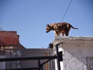 tener-perros-en-azoteas-es-maltrato-animal-98718