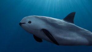 vaquita-marina-la-marsopa-mexicana-que-sobrevive-en-el-mar-de-cortes-1280x720
