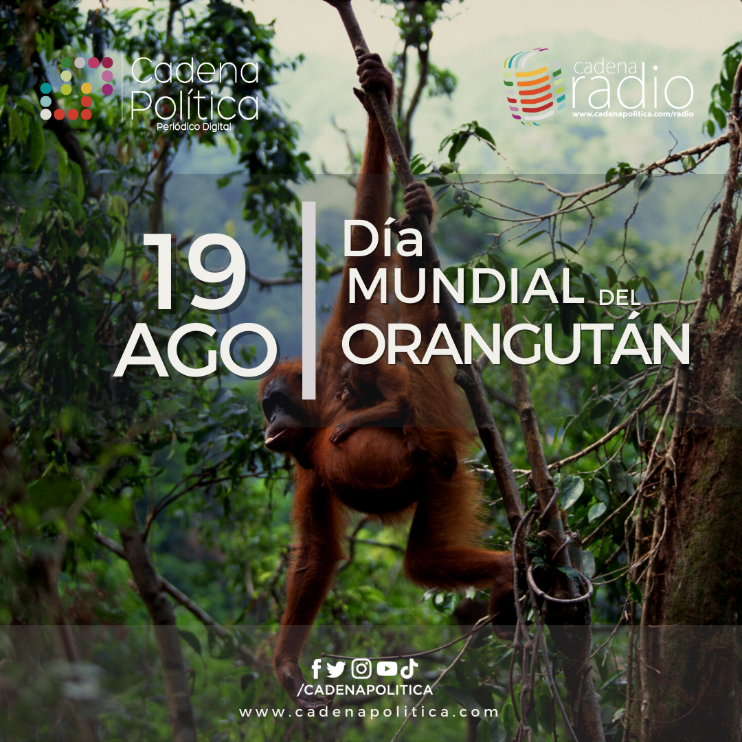 Orangután