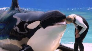 Lolita-orca