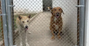 ciudad-perros-gatos-animales-silvestres-maltrato-animal