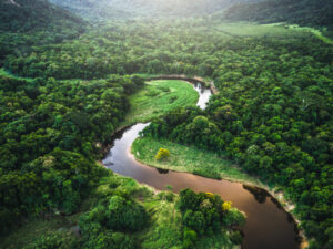 La deforestación en el Amazonas se reduce en un 34%