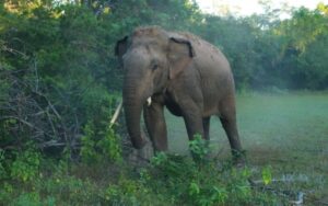 Elefante