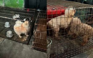 maltrato-animal-ecatepec-perros-rescatados-3-220822023