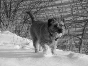 perrita-camino-berna-ginebra-reunirse-duenos-historia-viral-3