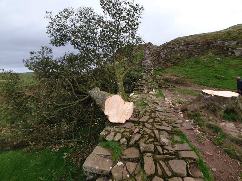 árbol reino unido