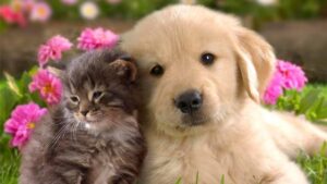 Propuesta para reconocer a los animales como “Seres emocionales” y con derechos constitucionales