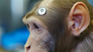 imagen-generada-mediante-ia-de-un-mono-con-un-implante-en-el-cerebro