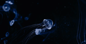 medusas-sin-cerebro-aprender-cientificos