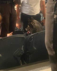 perrita-concierto-metallica-historia-viral
