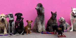 pt_blog_imagen_cuantos_perros