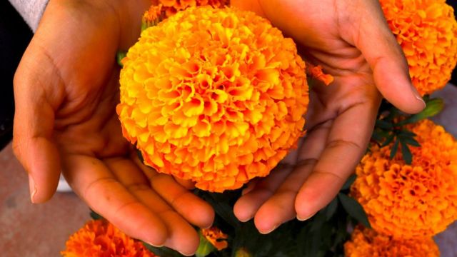 La flor de cempasúchil: símbolo de Día de Muertos