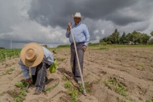 Sequía en Sinaloa 