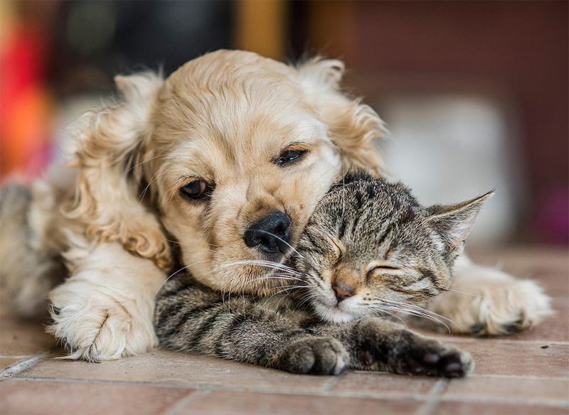 jornada de esterilización canina y felina