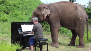 web3-paul-barton-piano-elephanyts-youtube-i-paul-barton