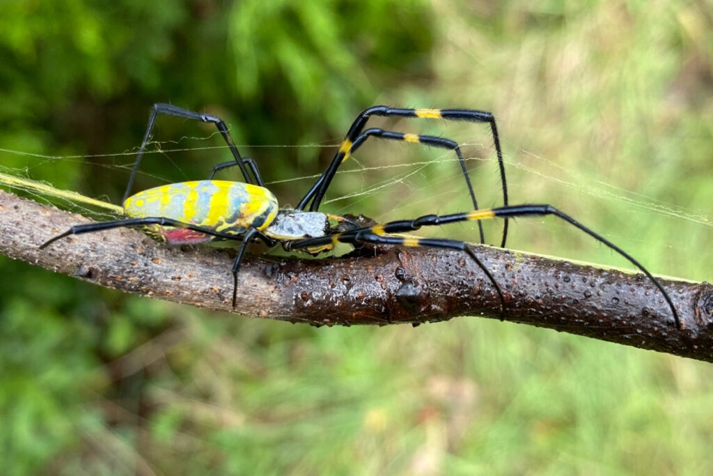 araña gigante