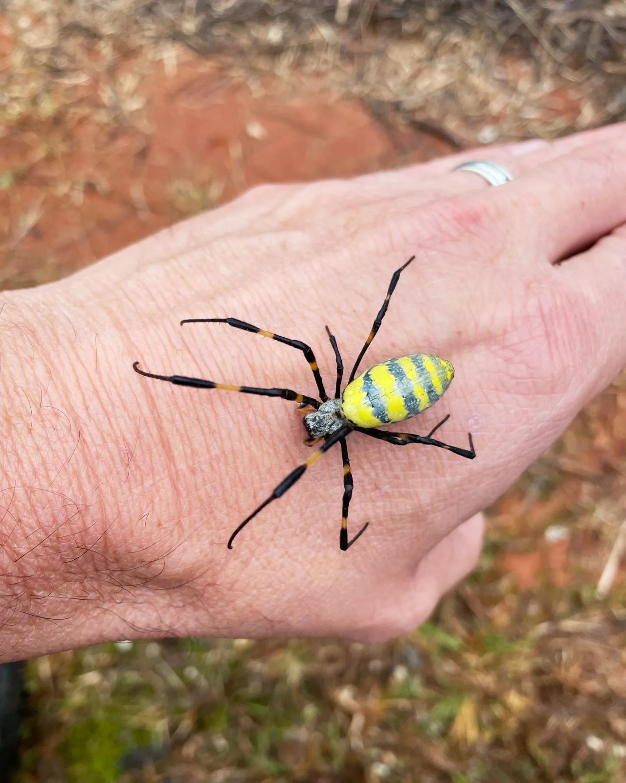 araña gigante