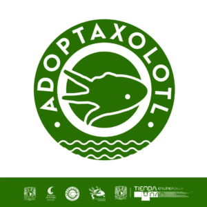 adopta-ajolote-unam-2024