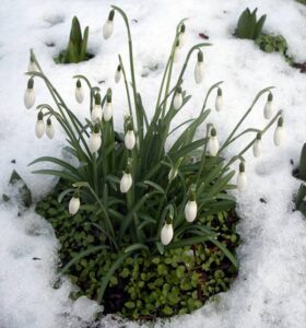 Plantas en Invierno