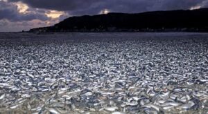 principal_gburov3xmaablvu