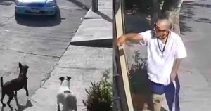 videos perritos