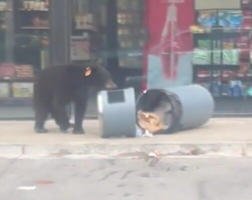 Familia de osos sorprende a vecinos en el sur de Monterrey