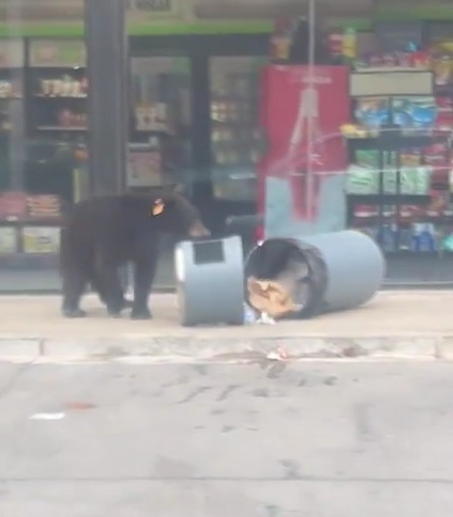 Familia de osos sorprende a vecinos en el sur de Monterrey