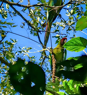 guacamayas