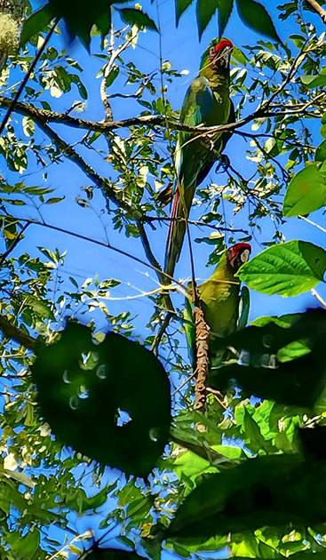 guacamayas