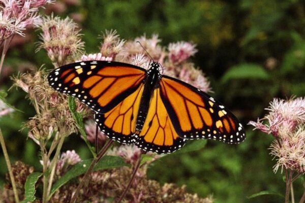 mariposas monarca